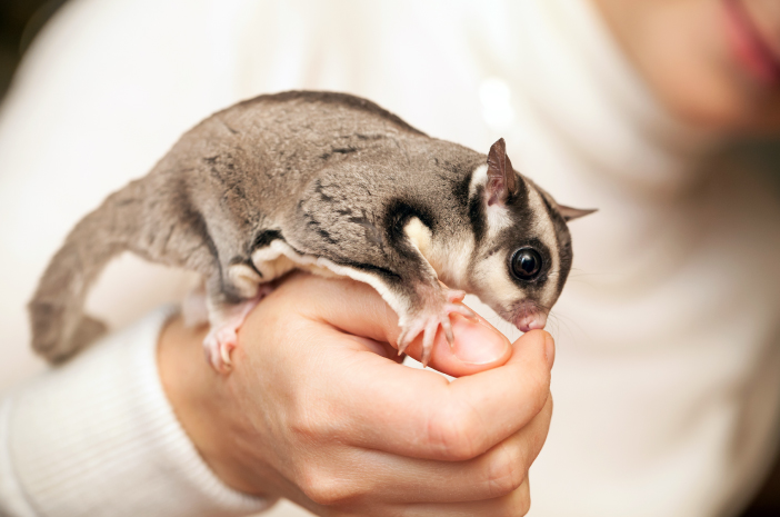 Hewan Lucu Ini Nggak Bisa Sendirian! Yuk, Rawat Sugar Glider dengan Benar